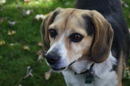 Beagle